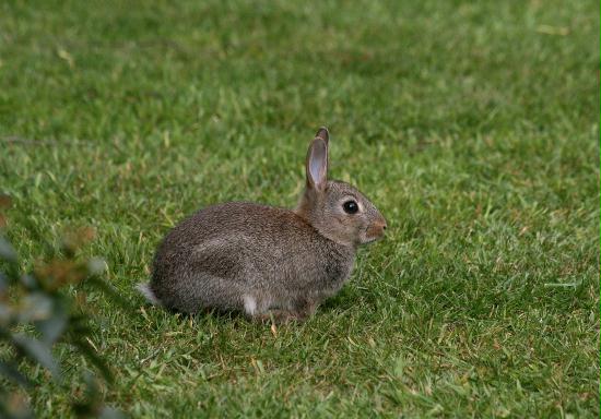 Rabbit <i>Oryctolagus cuniculus</i>